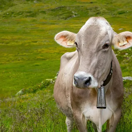 Kashuette Hochzillertal Hotel Kaltenbach