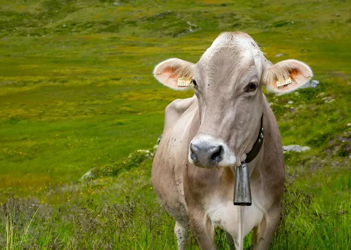 Kashuette Hochzillertal Hotel Kaltenbach